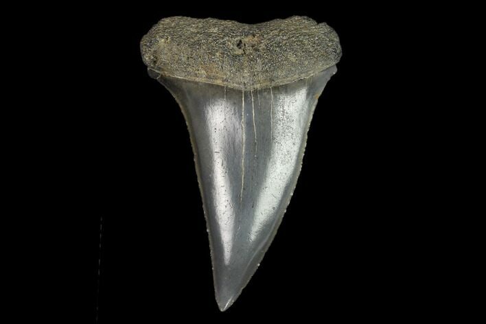 Fossil Mako Shark Tooth - South Carolina #128739